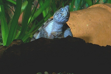 Kielrckige klappschildkroete